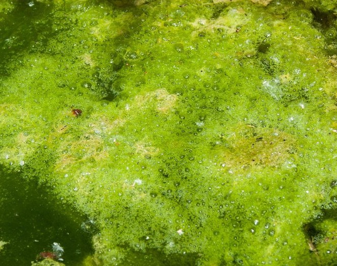 应对地表水季节性藻类暴发：多参数在线水质分析仪如何实时跟踪叶绿素与溶解氧？